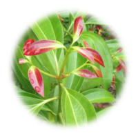 Cinnamomum zeylanicum